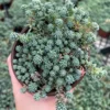 Sedum Major Live Succulent 2-6 inch Pots - Hardy Groundcover Plants