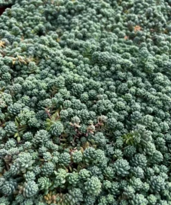 Sedum Major Live Succulent 2-6 inch Pots - Hardy Groundcover Plants