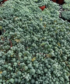 Sedum Major Live Succulent 2-6 inch Pots - Hardy Groundcover Plants