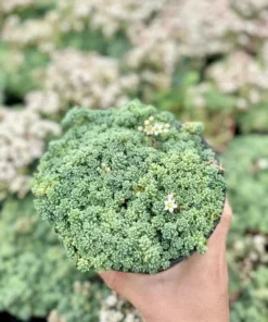 Sedum Major Live Succulent 2-6 inch Pots - Hardy Groundcover Plants