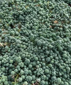 Sedum Major Live Succulent 2-6 inch Pots - Hardy Groundcover Plants