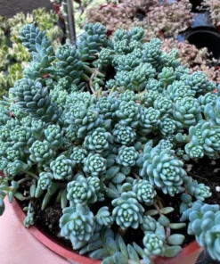 Sedum Major Live Succulent 2-6 inch Pots - Hardy Groundcover Plants