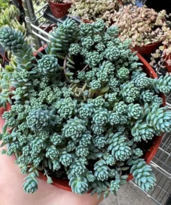 Sedum Major Live Succulent 2-6 inch Pots - Hardy Groundcover Plants