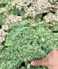 Sedum Major Live Succulent 2-6 inch Pots - Hardy Groundcover Plants