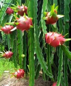 Set of 2 Dragon Fruit Tree Cuttings – Mixed Varieties – Easy to Grow