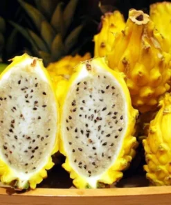 Set of 2 Dragon Fruit Tree Cuttings – Mixed Varieties – Easy to Grow