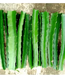 Set of 2 Dragon Fruit Tree Cuttings – Mixed Varieties – Easy to Grow