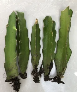 Set of 2 Dragon Fruit Tree Cuttings – Mixed Varieties – Easy to Grow