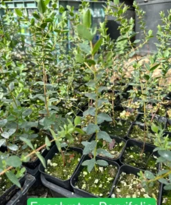 Silver Dollar Eucalyptus Live Plant 2.5/4 inch Pot Evergreen Tree