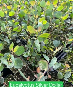 Silver Dollar Eucalyptus Live Plant 2.5/4 inch Pot Evergreen Tree