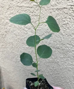 Silver Dollar Eucalyptus Live Plant 2.5/4 inch Pot Evergreen Tree
