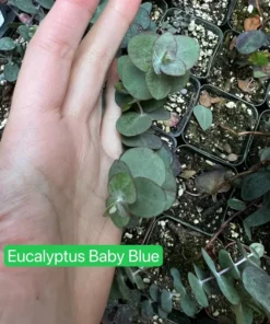 Silver Dollar Eucalyptus Live Plant 2.5/4 inch Pot Evergreen Tree