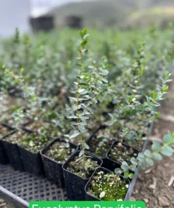 Silver Dollar Eucalyptus Live Plant 2.5/4 inch Pot Evergreen Tree