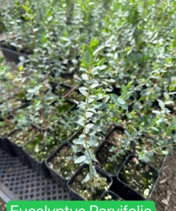 Silver Dollar Eucalyptus Live Plant 2.5/4 inch Pot Evergreen Tree