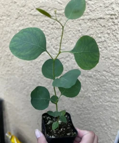 Silver Dollar Eucalyptus Live Plant 2.5/4 inch Pot Evergreen Tree