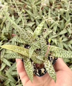 Silver Squill Live Plant - Leopard Lily Houseplant 2.5/4 inch Pot