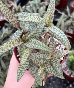 Silver Squill Live Plant - Leopard Lily Houseplant 2.5/4 inch Pot