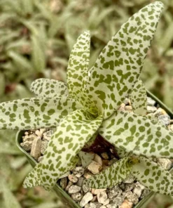 Silver Squill Live Plant - Leopard Lily Houseplant 2.5/4 inch Pot