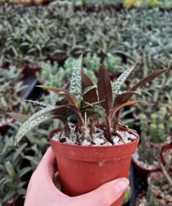 Silver Squill Live Plant - Leopard Lily Houseplant 2.5/4 inch Pot