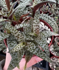 Silver Squill Live Plant - Leopard Lily Houseplant 2.5/4 inch Pot