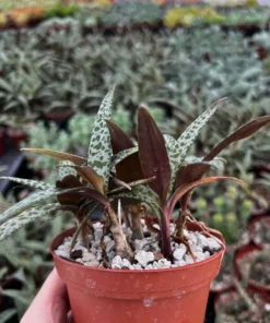 Silver Squill Live Plant - Leopard Lily Houseplant 2.5/4 inch Pot