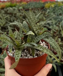 Silver Squill Live Plant - Leopard Lily Houseplant 2.5/4 inch Pot