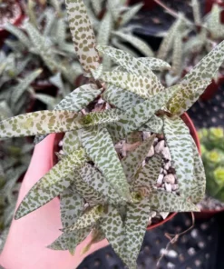 Silver Squill Live Plant - Leopard Lily Houseplant 2.5/4 inch Pot