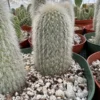 Silver Torch Cactus, Rare Cactus, Large Outdoor Houseplant, 6'' pot, Cactus, Large Outdoor Houseplant, 6'' pot, Cactus