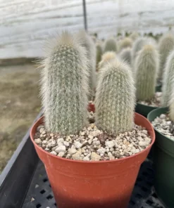 Silver Torch Cactus, Rare Cactus, Large Outdoor Houseplant, 6'' pot, Cactus, Large Outdoor Houseplant, 6'' pot, Cactus