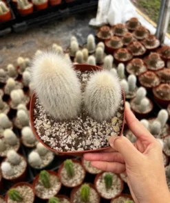 Silver Torch Cactus, Rare Cactus, Large Outdoor Houseplant, 6'' pot, Cactus, Large Outdoor Houseplant, 6'' pot, Cactus