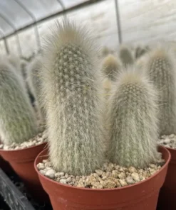 Silver Torch Cactus, Rare Cactus, Large Outdoor Houseplant, 6'' pot, Cactus, Large Outdoor Houseplant, 6'' pot, Cactus