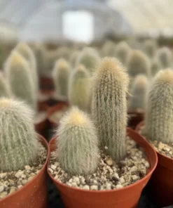 Silver Torch Cactus, Rare Cactus, Large Outdoor Houseplant, 6'' pot, Cactus, Large Outdoor Houseplant, 6'' pot, Cactus