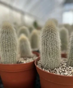 Silver Torch Cactus, Rare Cactus, Large Outdoor Houseplant, 6'' pot, Cactus, Large Outdoor Houseplant, 6'' pot, Cactus