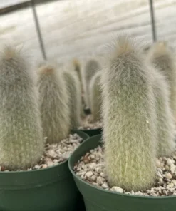 Silver Torch Cactus, Rare Cactus, Large Outdoor Houseplant, 6'' pot, Cactus, Large Outdoor Houseplant, 6'' pot, Cactus