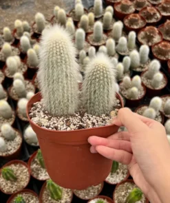 Silver Torch Cactus, Rare Cactus, Large Outdoor Houseplant, 6'' pot, Cactus, Large Outdoor Houseplant, 6'' pot, Cactus