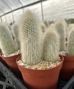 Silver Torch Cactus, Rare Cactus, Large Outdoor Houseplant, 6'' pot, Cactus, Large Outdoor Houseplant, 6'' pot, Cactus