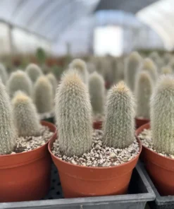 Silver Torch Cactus, Rare Cactus, Large Outdoor Houseplant, 6'' pot, Cactus, Large Outdoor Houseplant, 6'' pot, Cactus