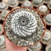 Snowball Cactus (Mammillaria Chionocephala) 6 inch Pot, White Spines