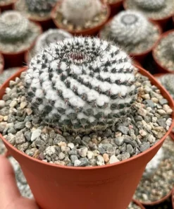 Snowball Cactus (Mammillaria Chionocephala) 6 inch Pot, White Spines