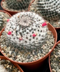 Snowball Cactus (Mammillaria Chionocephala) 6 inch Pot, White Spines