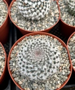 Snowball Cactus (Mammillaria Chionocephala) 6 inch Pot, White Spines