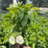 Soursop tree 18” tall. Free shipping