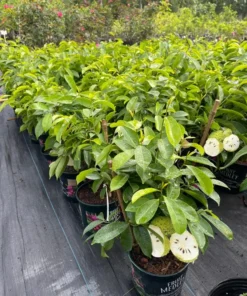 Soursop tree 18” tall. Free shipping