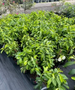 Soursop tree 18” tall. Free shipping