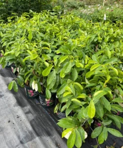 Soursop tree 18” tall. Free shipping