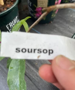 Soursop tree 18” tall. Free shipping