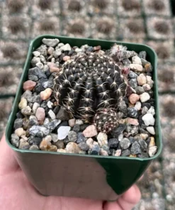 Spider Web Cactus, Black Cactus, Lobivia Arachnacantha, Live Plant in 3.5" pot