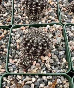 Spider Web Cactus, Black Cactus, Lobivia Arachnacantha, Live Plant in 3.5" pot