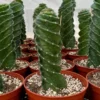 Spiral Cactus Cereus Forbesii Spiralis 6" Pot Blue-Green Rare Cactus