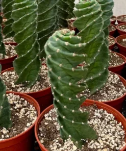 Spiral Cactus Cereus Forbesii Spiralis 6" Pot Blue-Green Rare Cactus